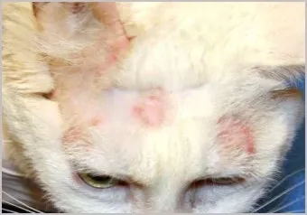 &amp;quot;고양이