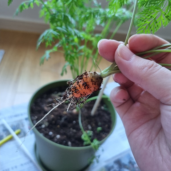 다이소_미니당근_수확2