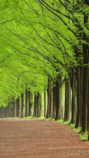 인목 큰 나무 이미지