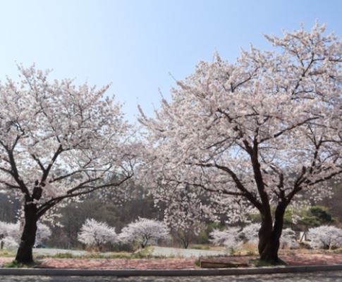 예산 벚꽃