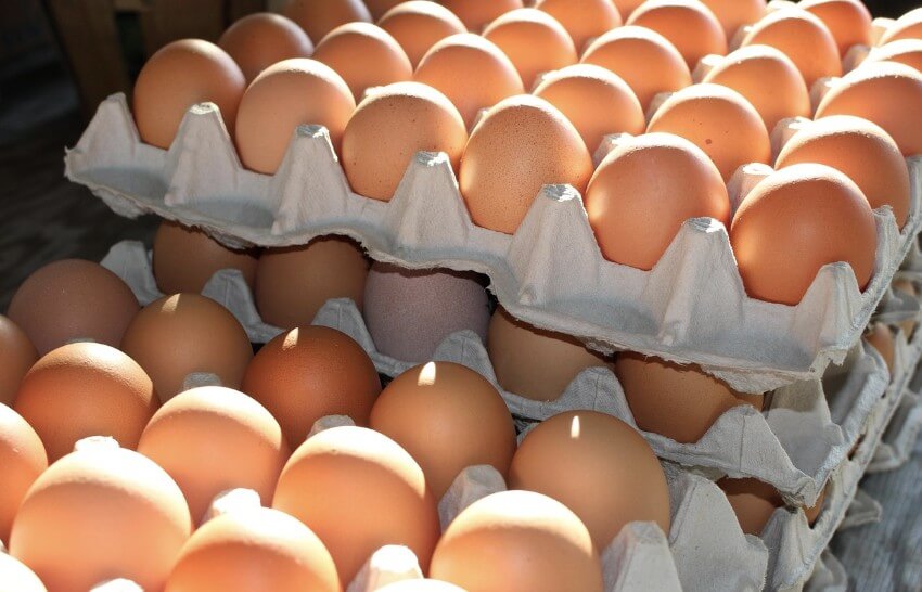 유정란 무정란 차이