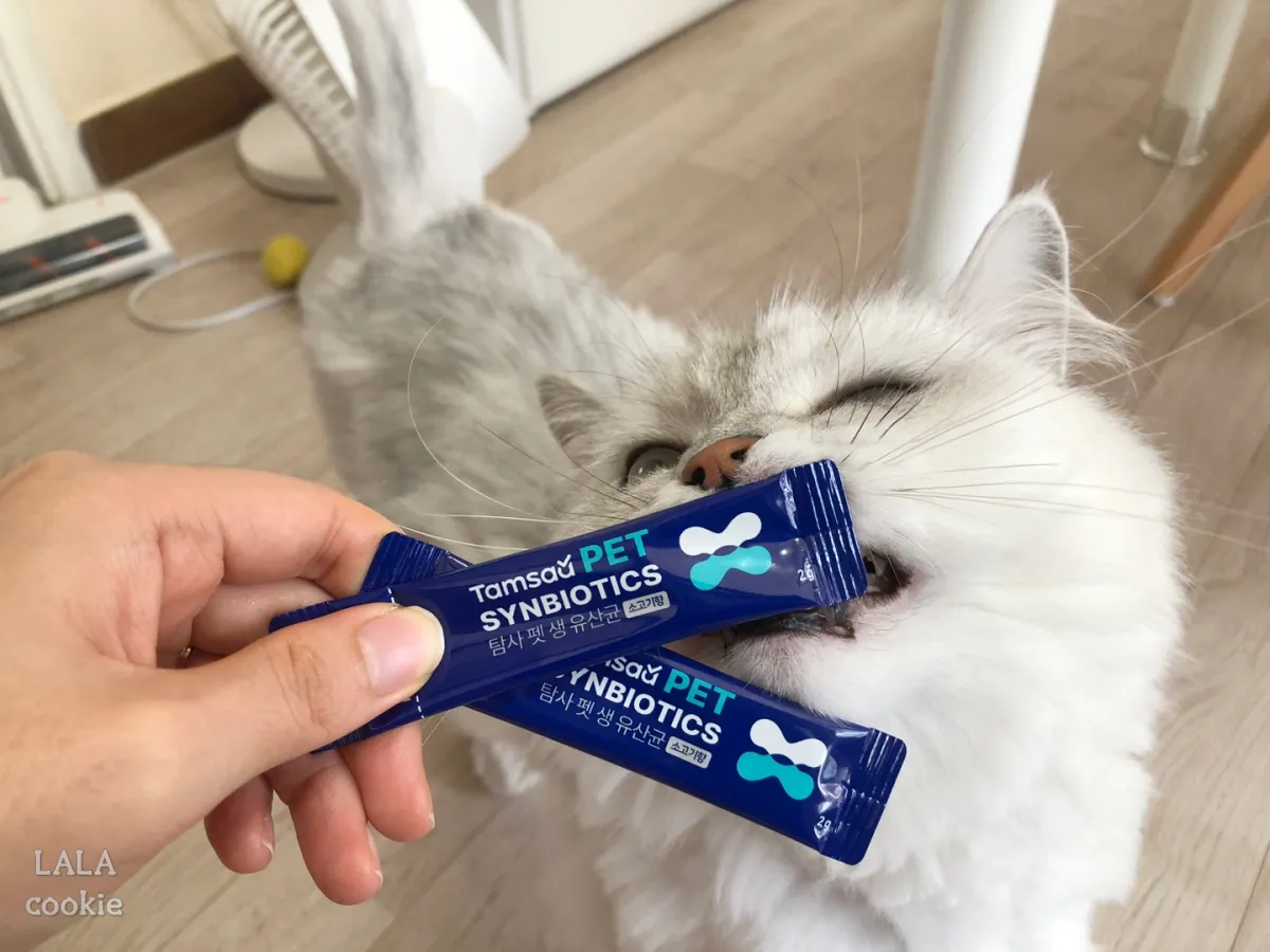 고양이-건강-유산균-영양제-추천-후기-고양이와-집사의-손