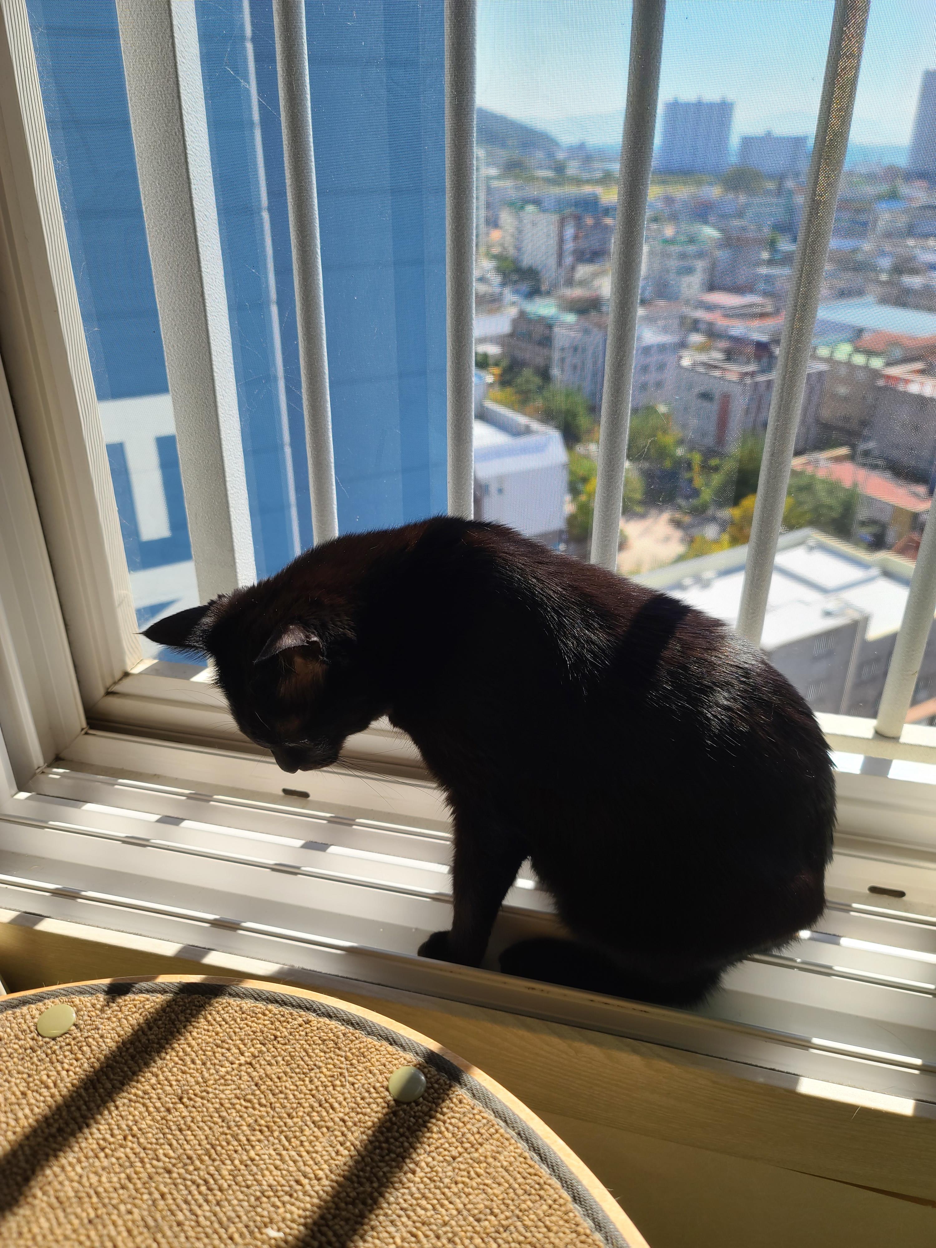 햇살이 쨍한날 아침 고양이들 (feat. 안전방충망)