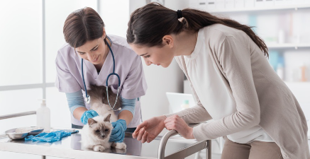 병원에서 처치를 받는 고양이와 주인.