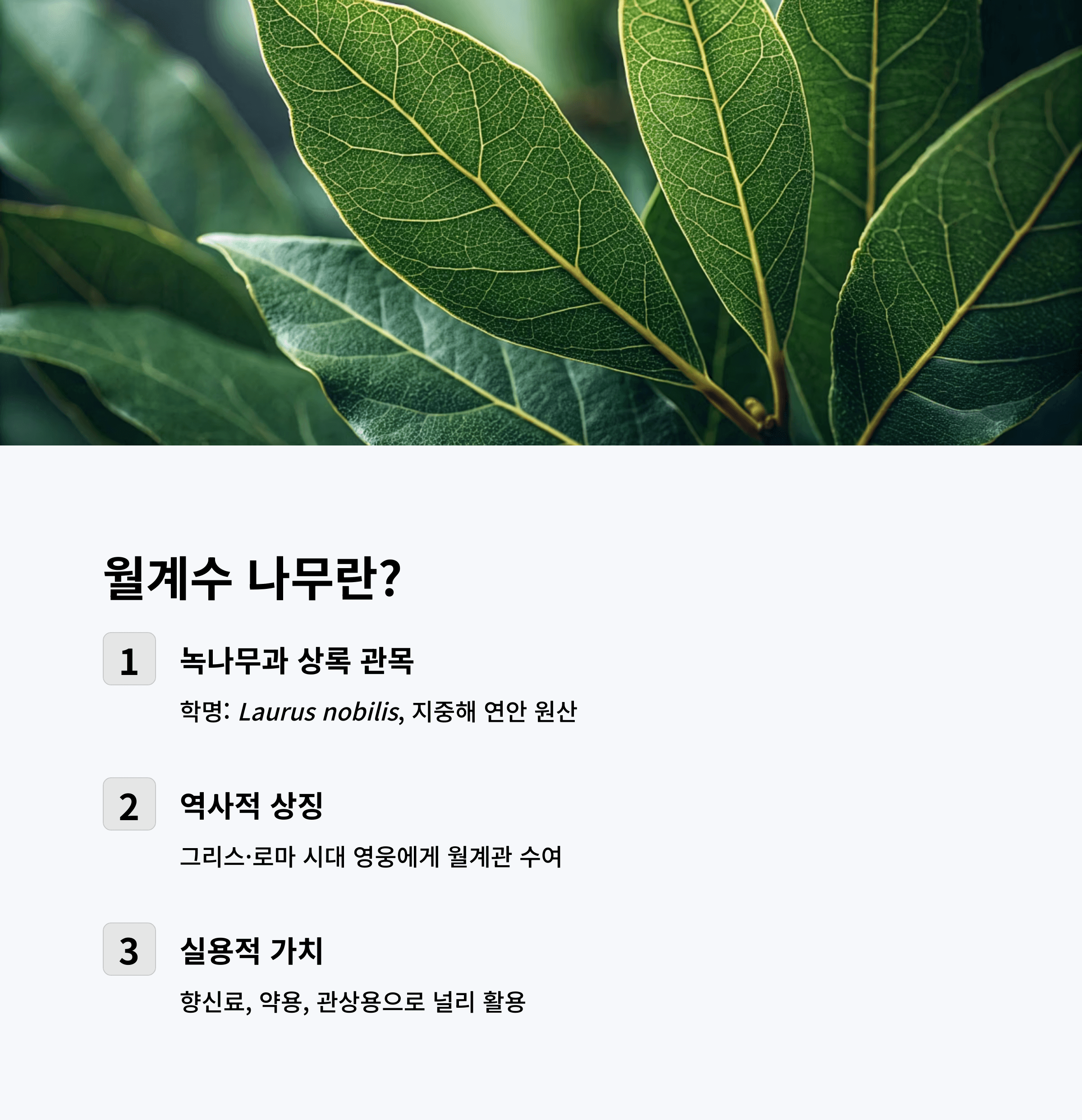 월계수 나무
