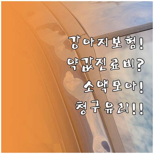 강아지 보험 약값과 진료비 청구 조건..