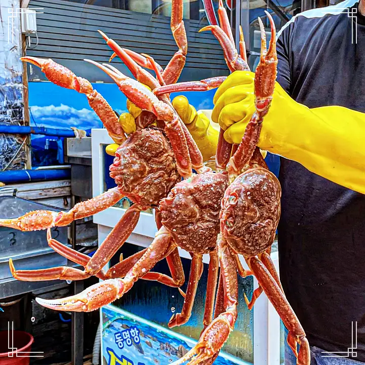 맛있는녀석들 제410회 대게 킹크랩 동해 바다 속초 영금정 맛집 추천 소개