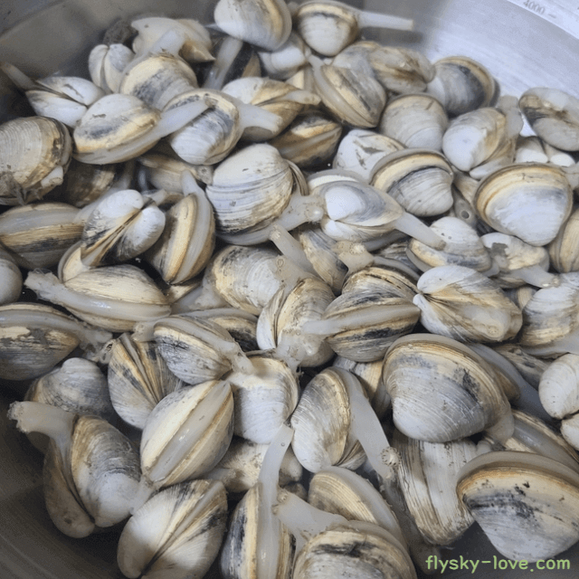 동죽 효능