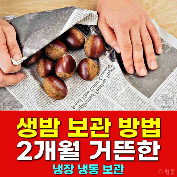 생밤 보관법 김치냉장고 밤 보관기간