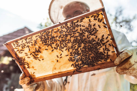 프로폴리스 효능, 부작용, 복용법 총정리 (2024ver)