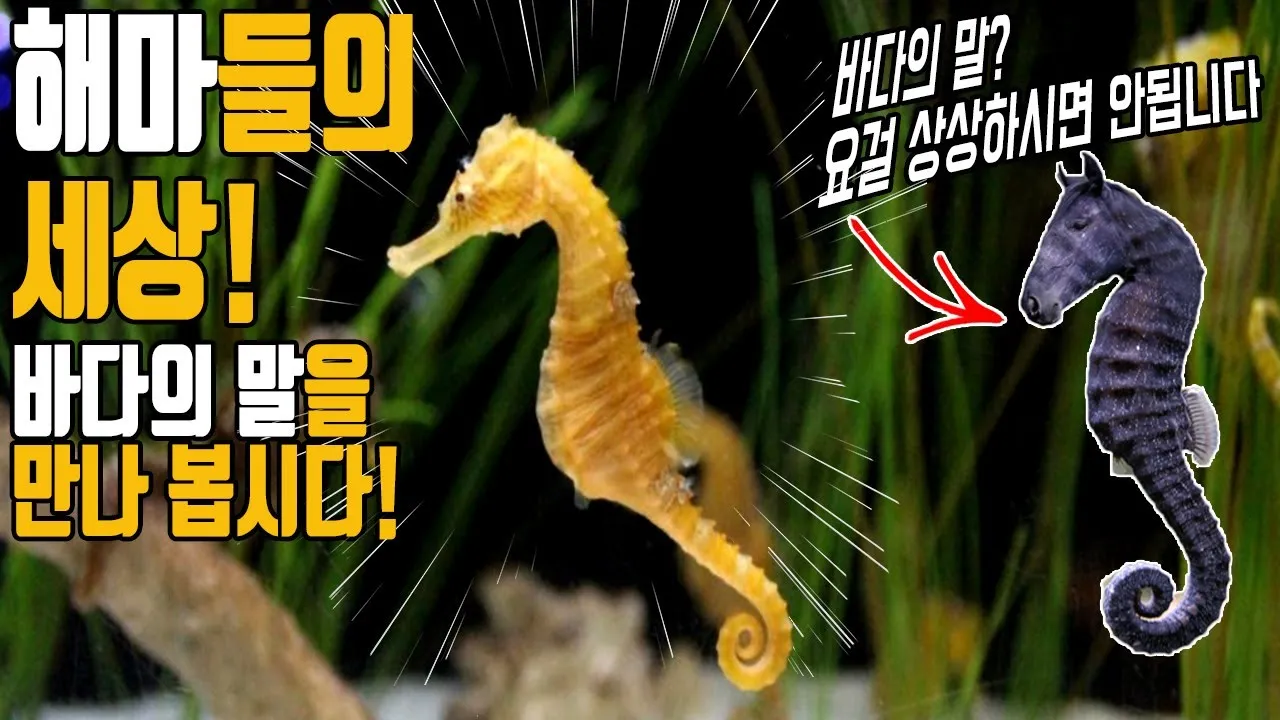 해마 키우기 출산징후 수명 물갈이법 먹이 횟수 물온도_4