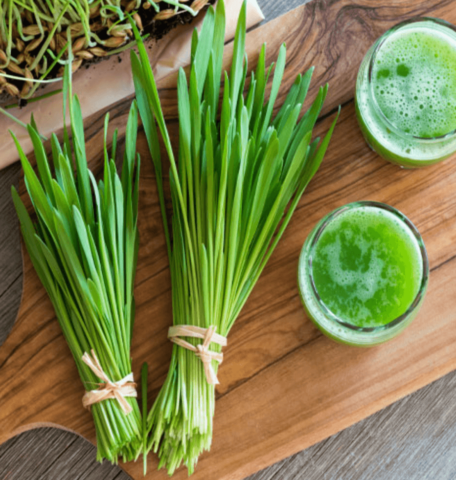 새싹보리 분말 먹는법