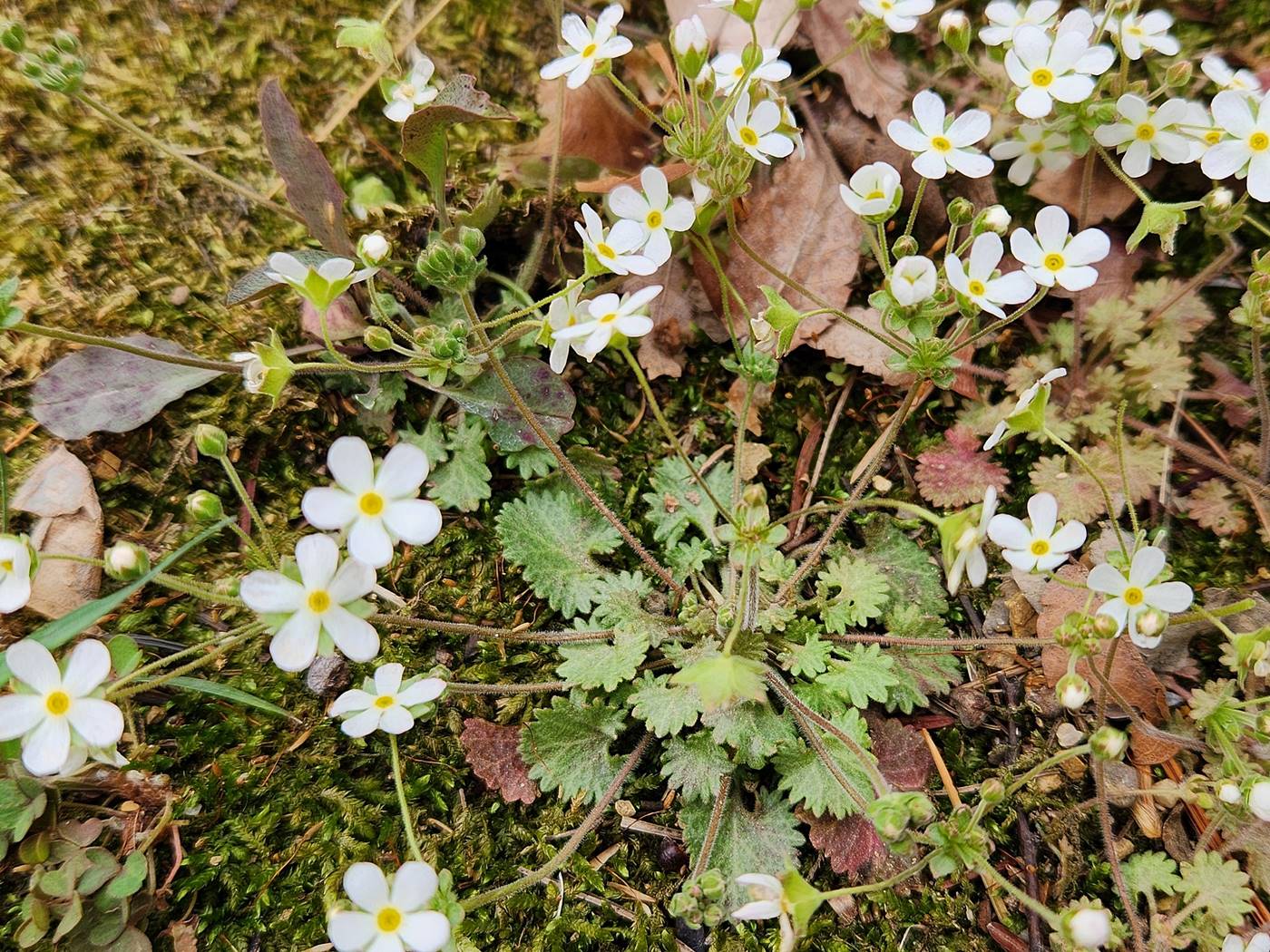 봄맞이(봄맞이꽃)