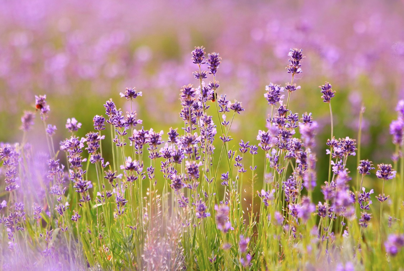 2025 퍼플섬 라벤더 축제
