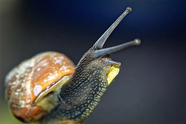 종묘사직 뜻 유래 역사_8