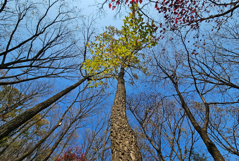 굴참나무 수형2