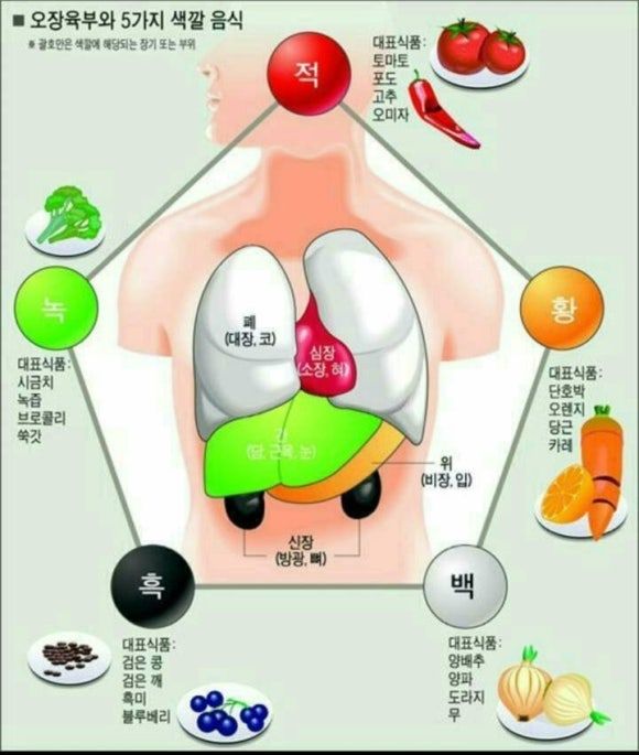 오장육부란