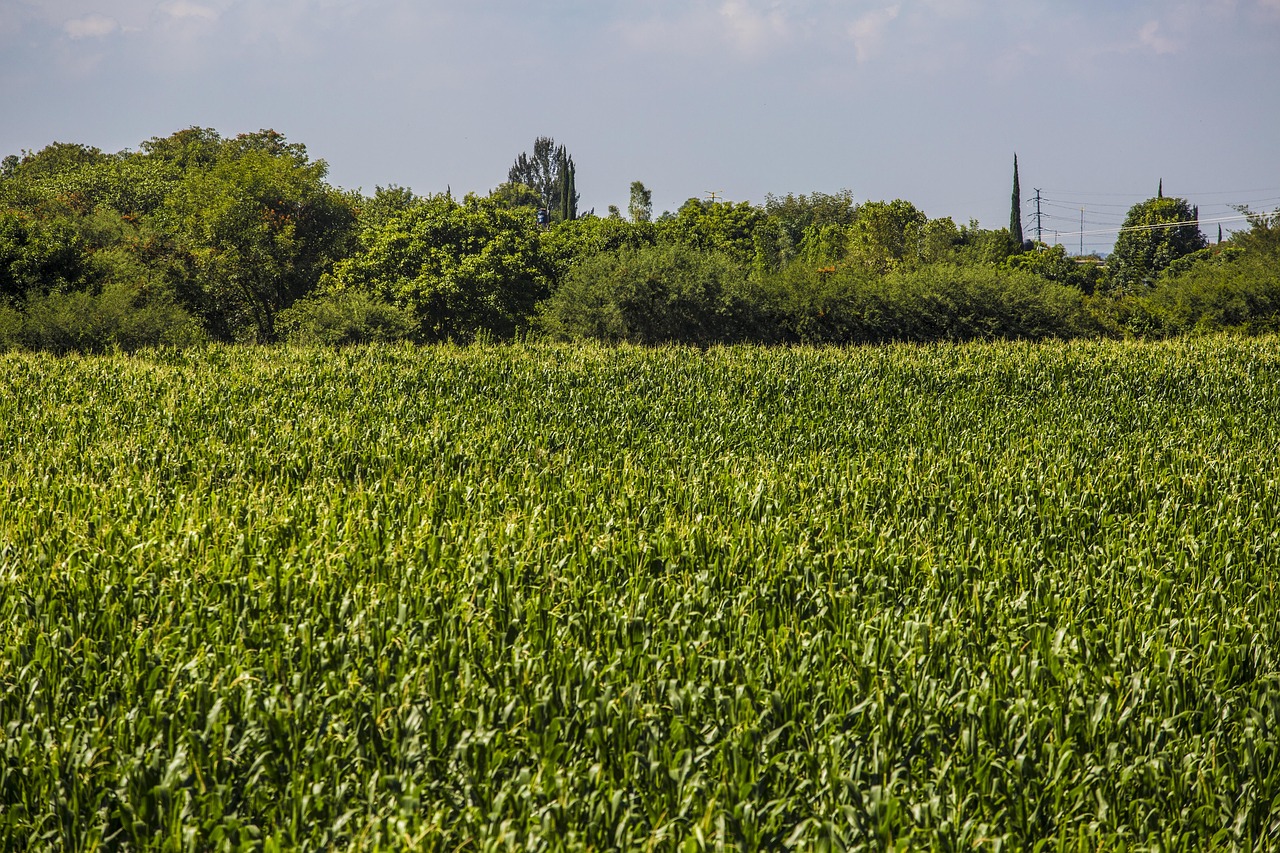 걷기여행 관련 사진