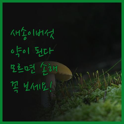 새송이버섯, 알고 먹으면 약! 몰랐다