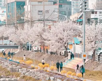 대청호 벚꽃축제_2