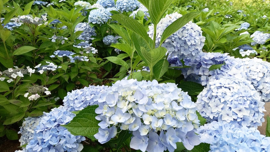 남해 섬이정원 관련 사진