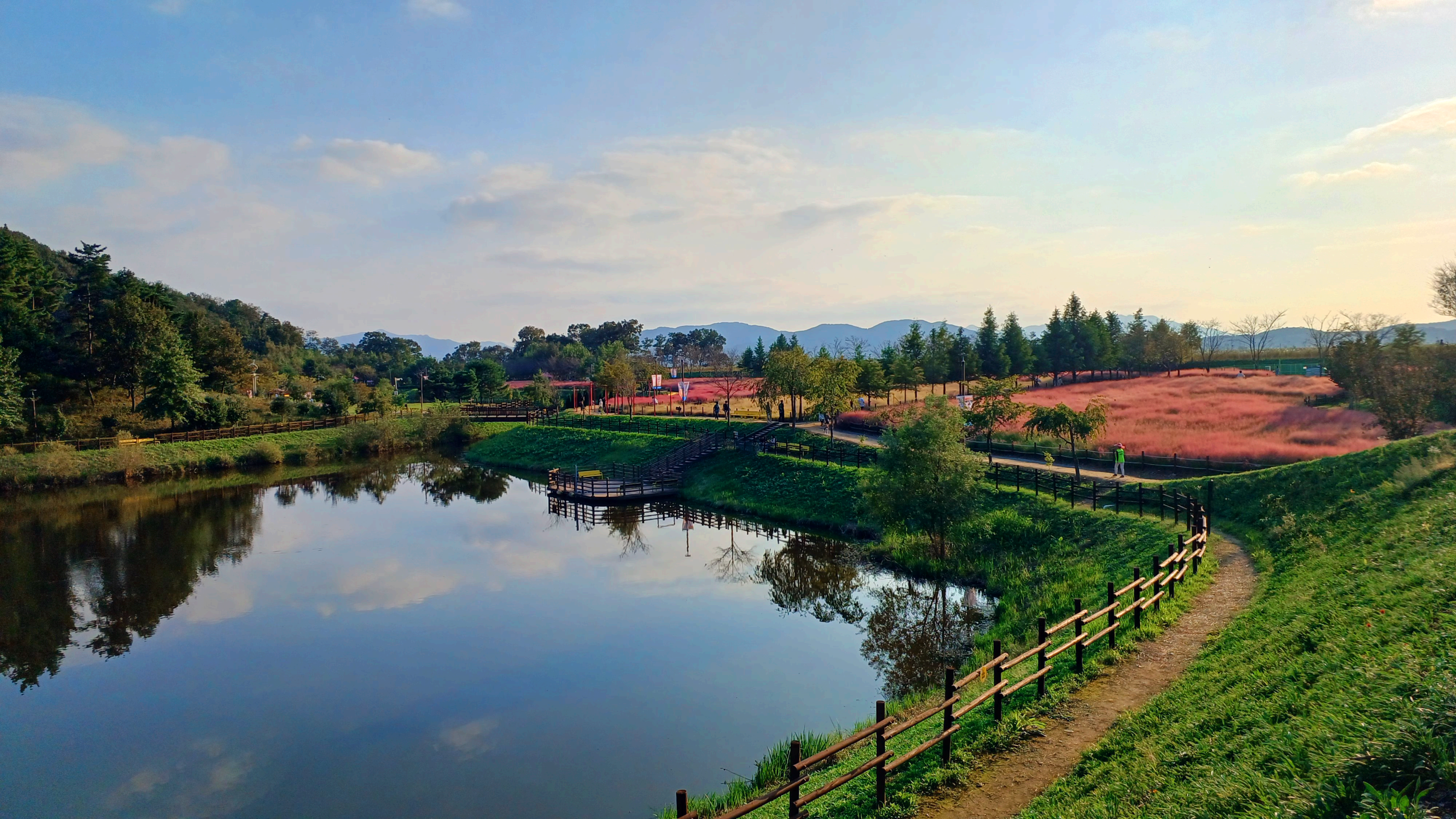 악양생태공원 핑크뮬리