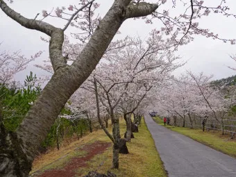 제주 벚꽃 명소 추천 아무도 모르는 명소_15
