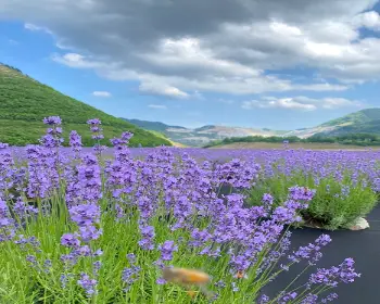 동해 무릉 별유천지_4