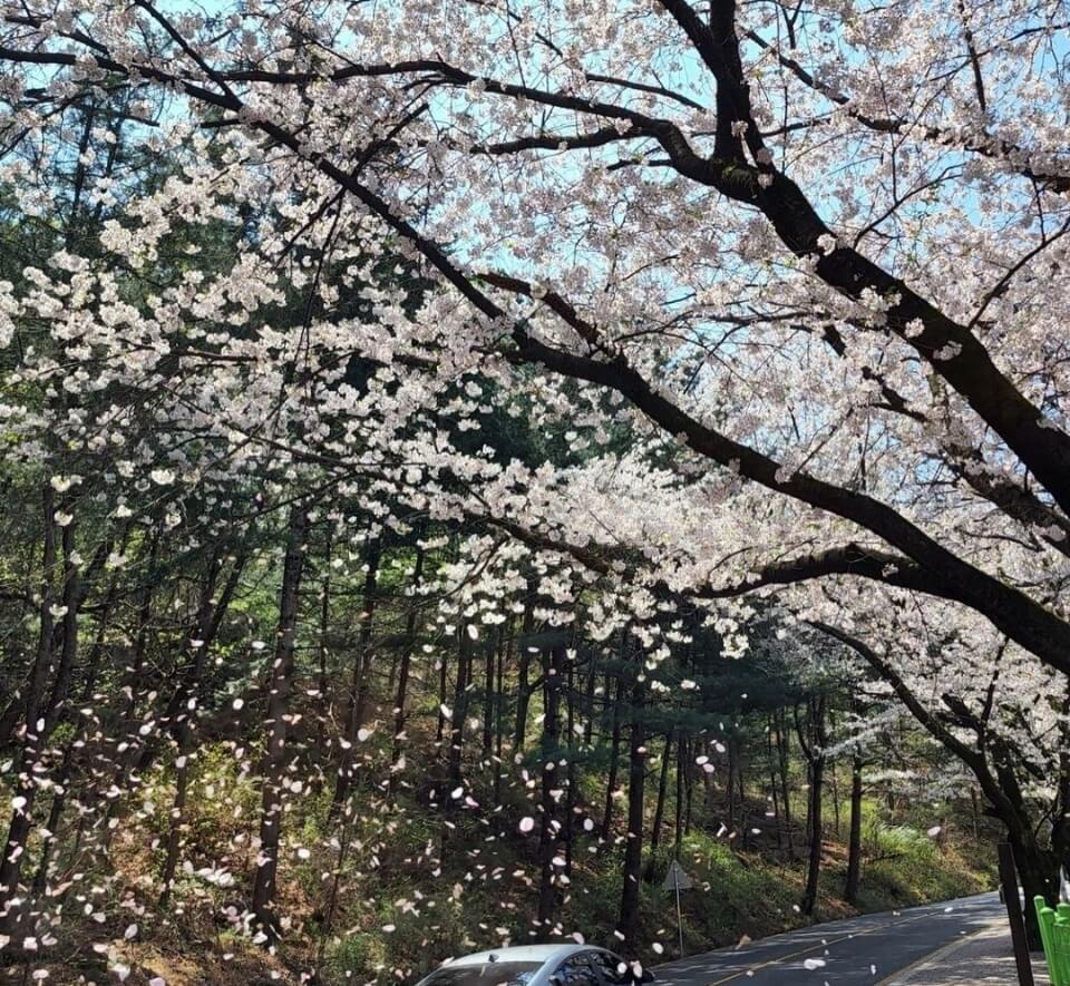 우암산 벚꽃 순환 드라이브 코스 벚꽃 명소 베스트 5 벚꽃시기 만개시기 드라이브 코스