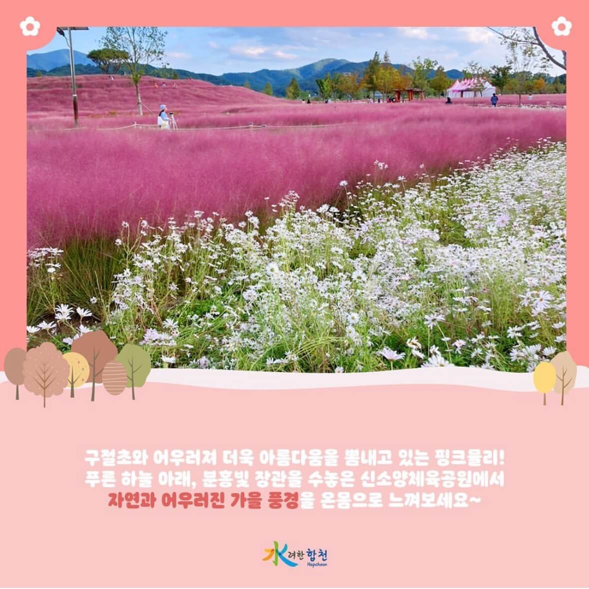 신소양 체육공원의 핑크뮬리