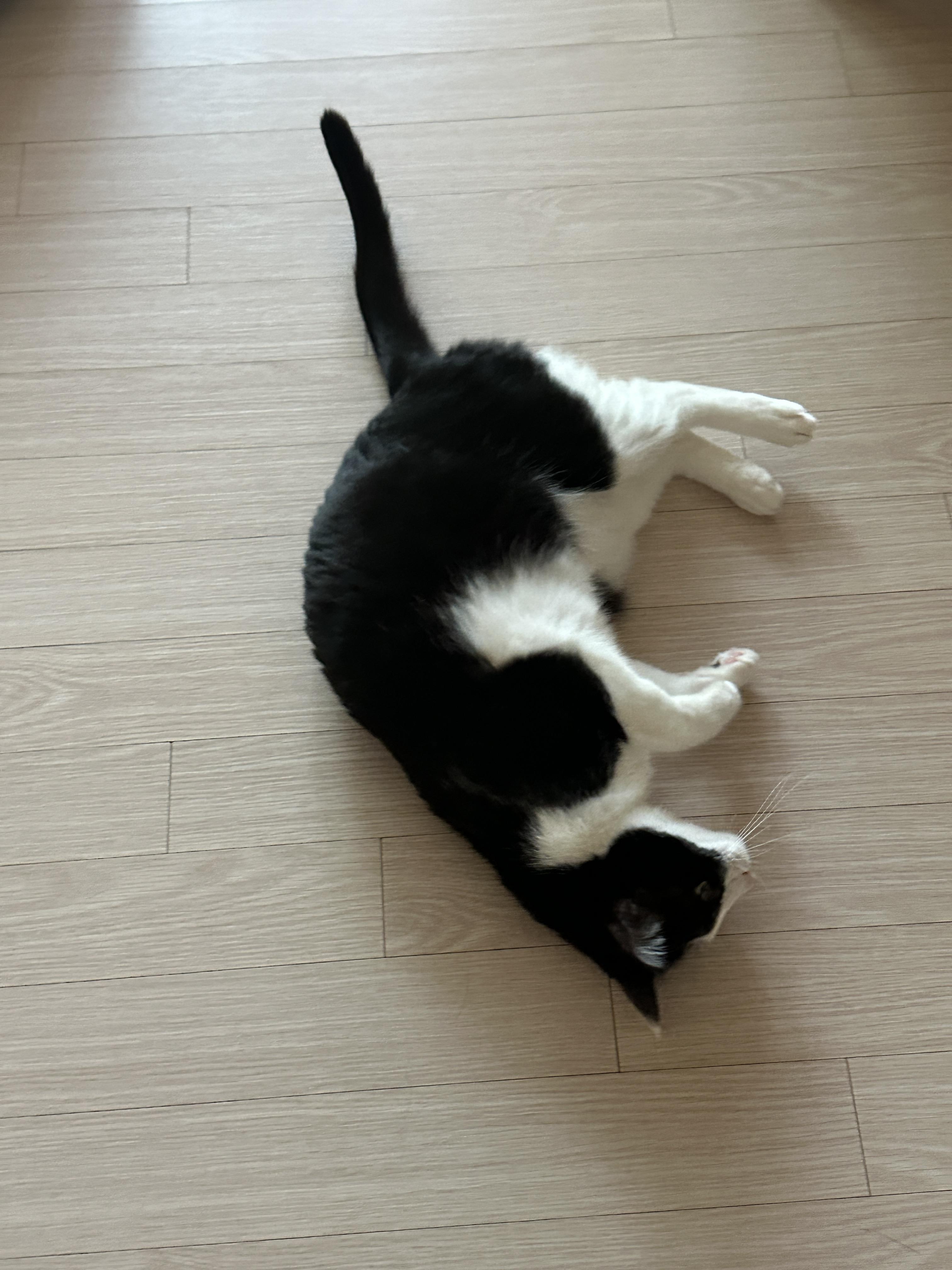 집사가 외출하고 돌아왔을 때 고양이들의 반응 (feat. 긁긁, 우다다, 발라당, 아이컨택, 수줍어하기)