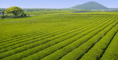 향기에 취하다 감성을 깨우는 제주도 향기 여행