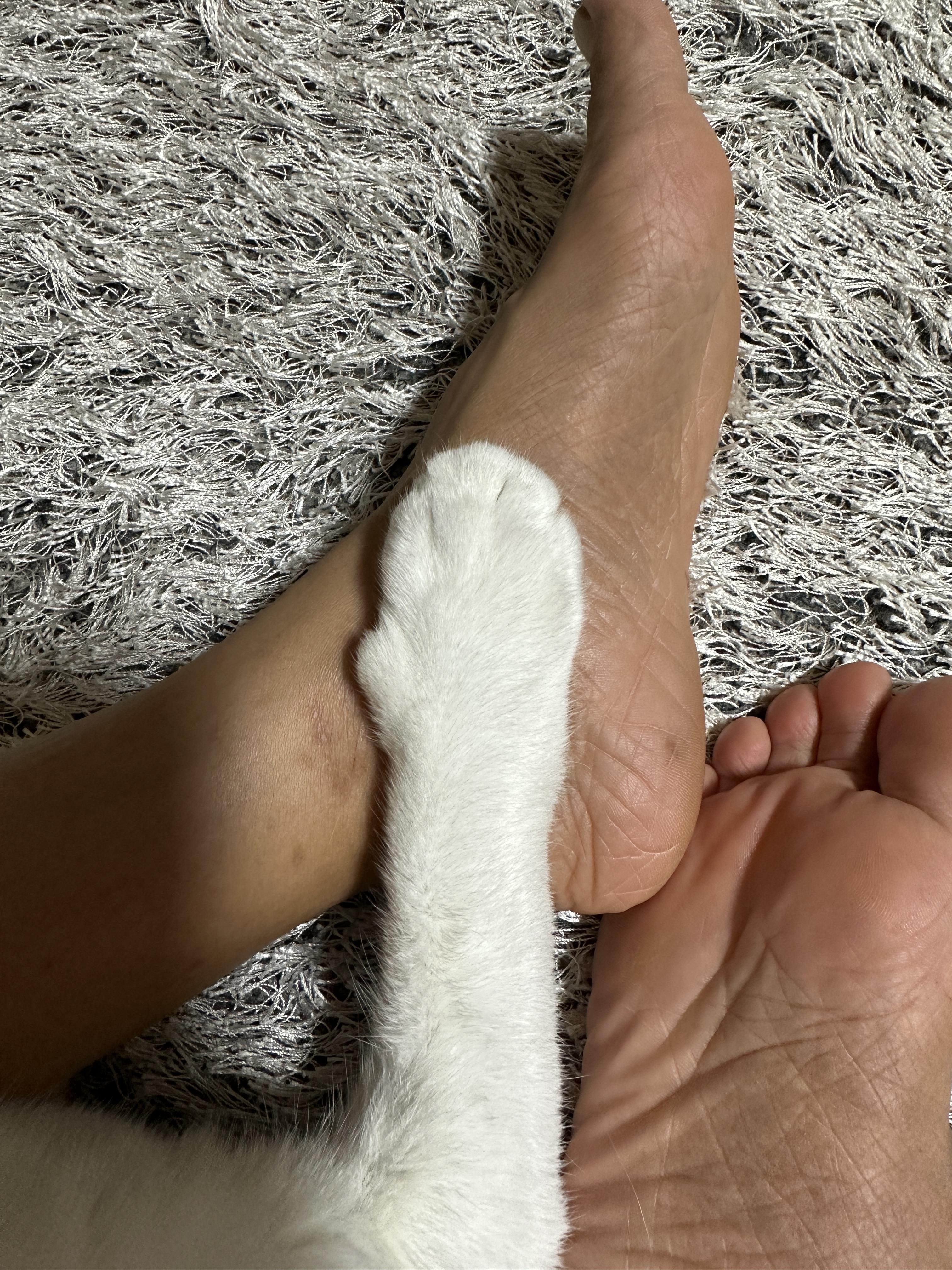 집사_발에_올려둔_귀여운_치즈냥이_솜방맹이_앞발