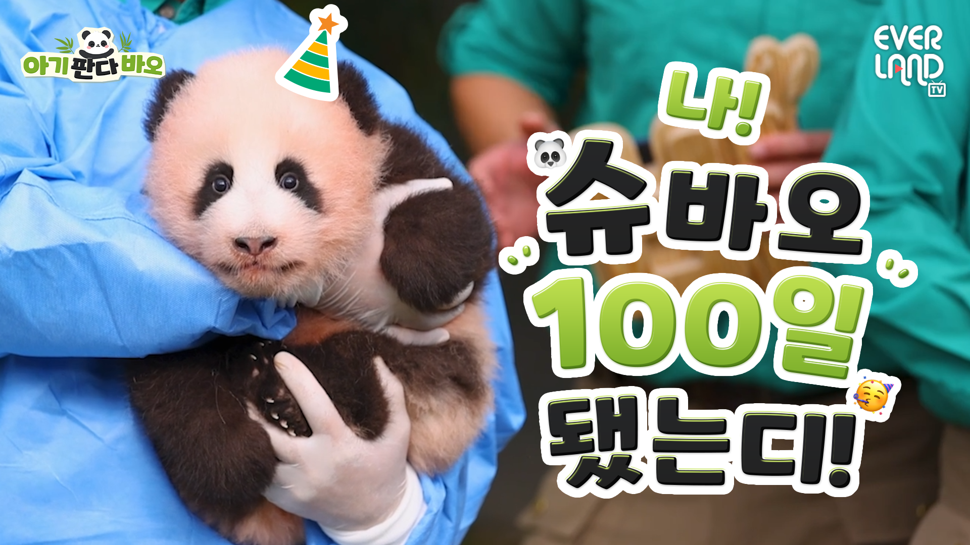 [아기판다바오] EP12. 100일 만에 '슈바오'가 되었어요🐼