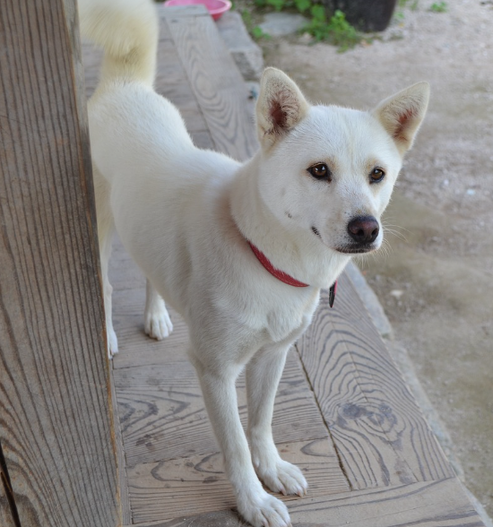 낯선 소리 체크 중인 진돗개