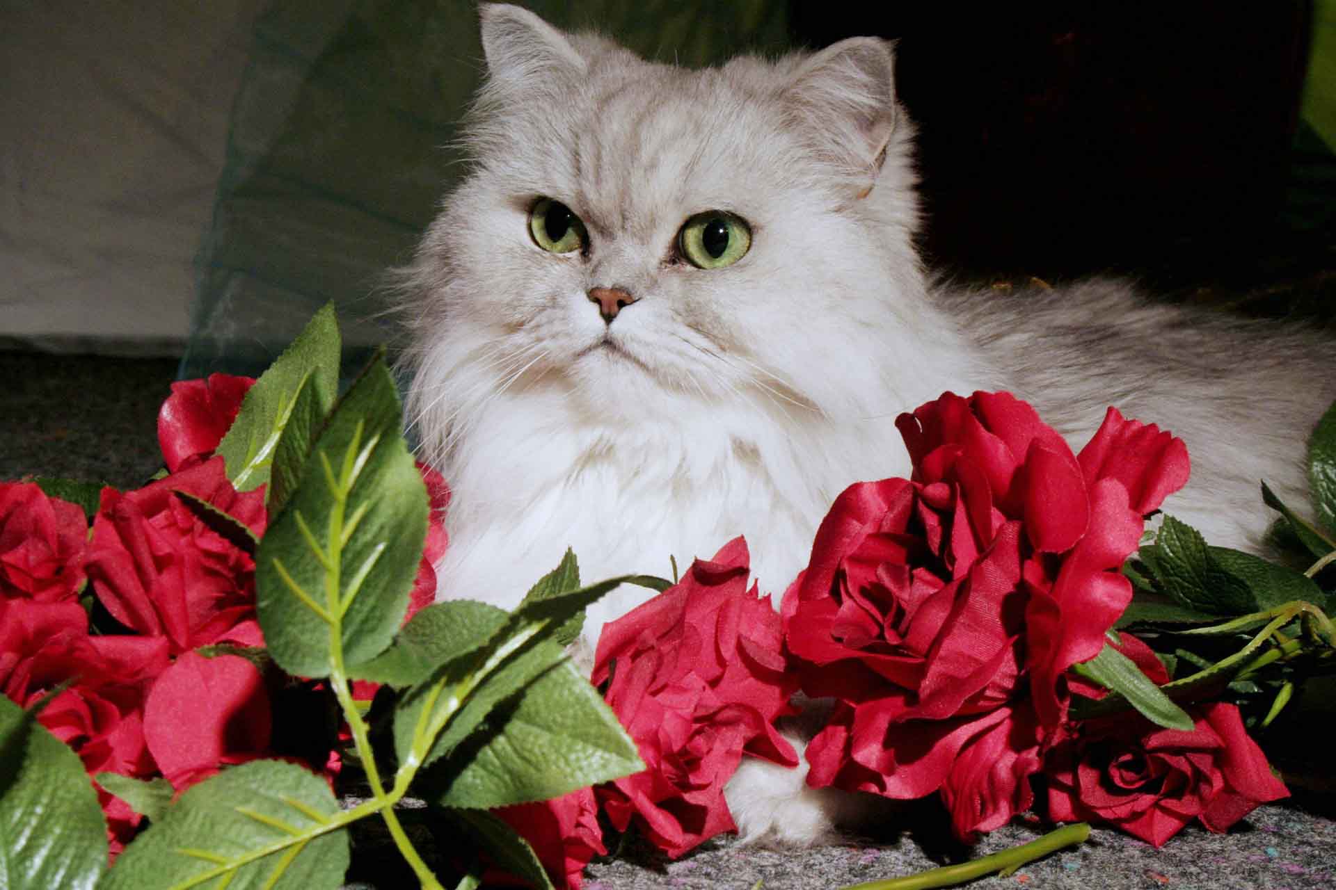 페르시안 친칠라 고양이