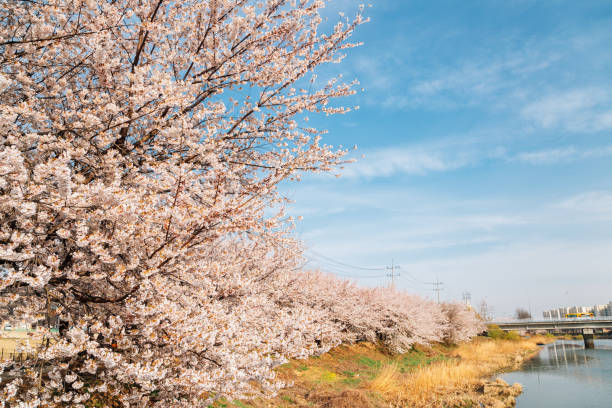 벚꽃구경 주의사항