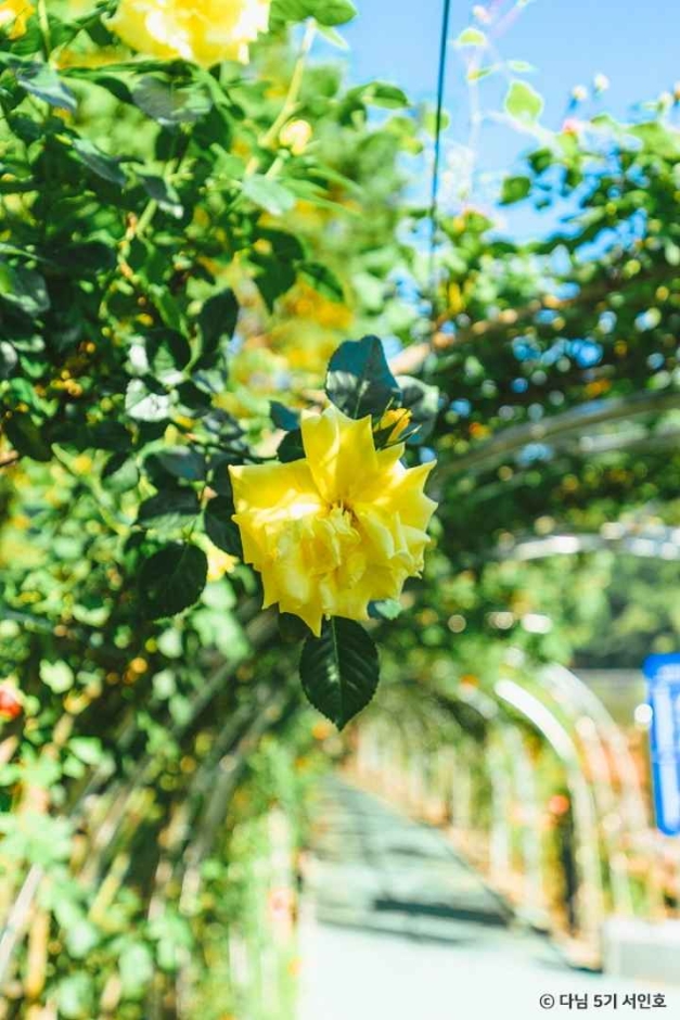 단양 소금정공원 장미터널