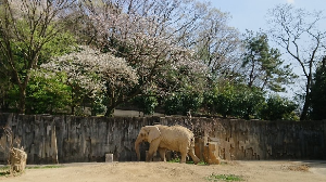 나고야 여행 추천 히가시야마 동식물원