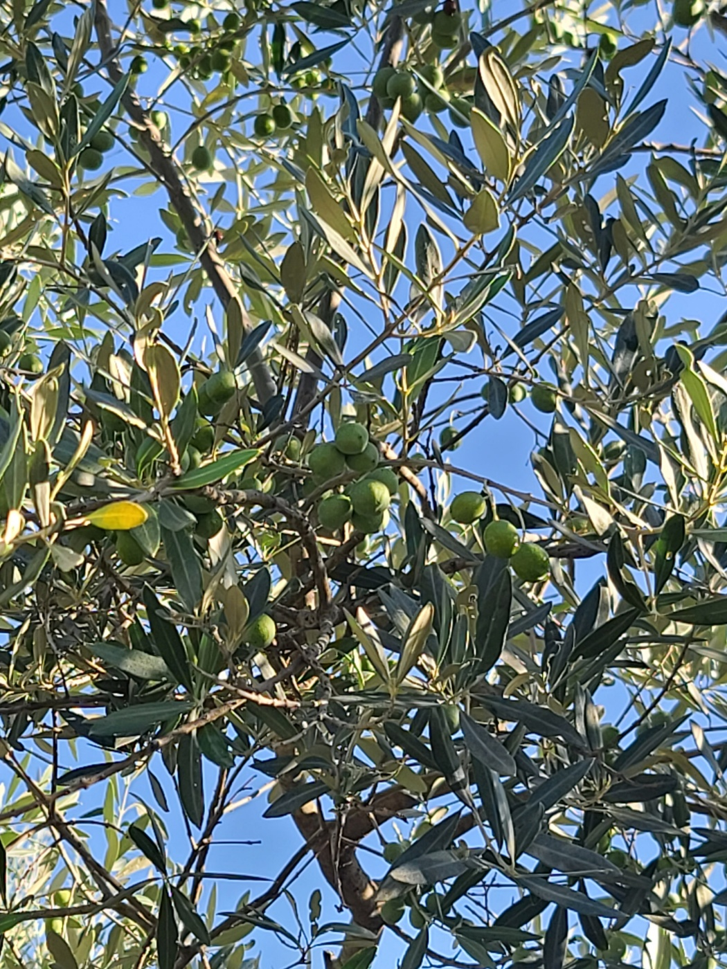 토스카나 올리브 나무