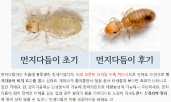 먼지다듬이 퇴치방법과 집안 위생 관리, 예방 실천법 안내_30