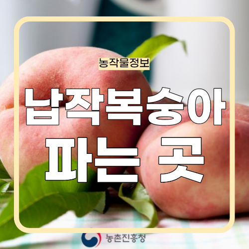 납작복숭아 묘목 특징, 가치, 파는 곳
