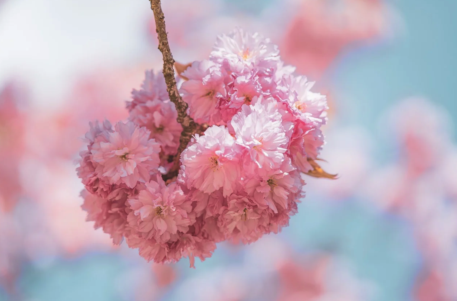 2024 경상도 벚꽃 축제 일정