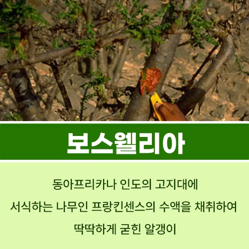 보스웰리아