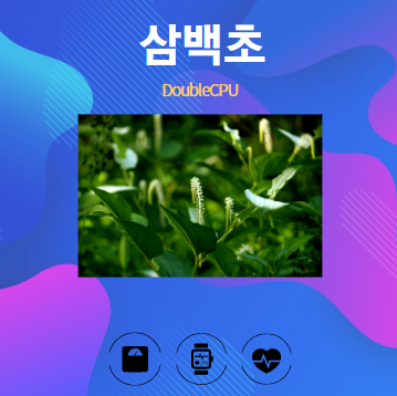 삼백초