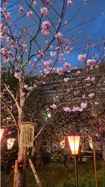 오사카 조폐국 야에자쿠라