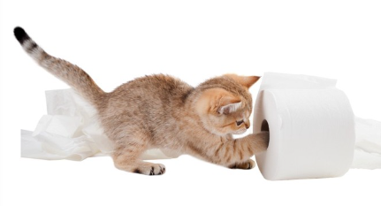 화장지를 가지고 놀고 있는 아기 고양이.