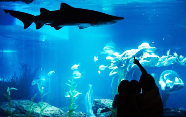 1월 부산 가볼만한곳 추천 ❘ 새해 신년 국내 겨울 여행지 명소 ❘ 가족 실내 데이트