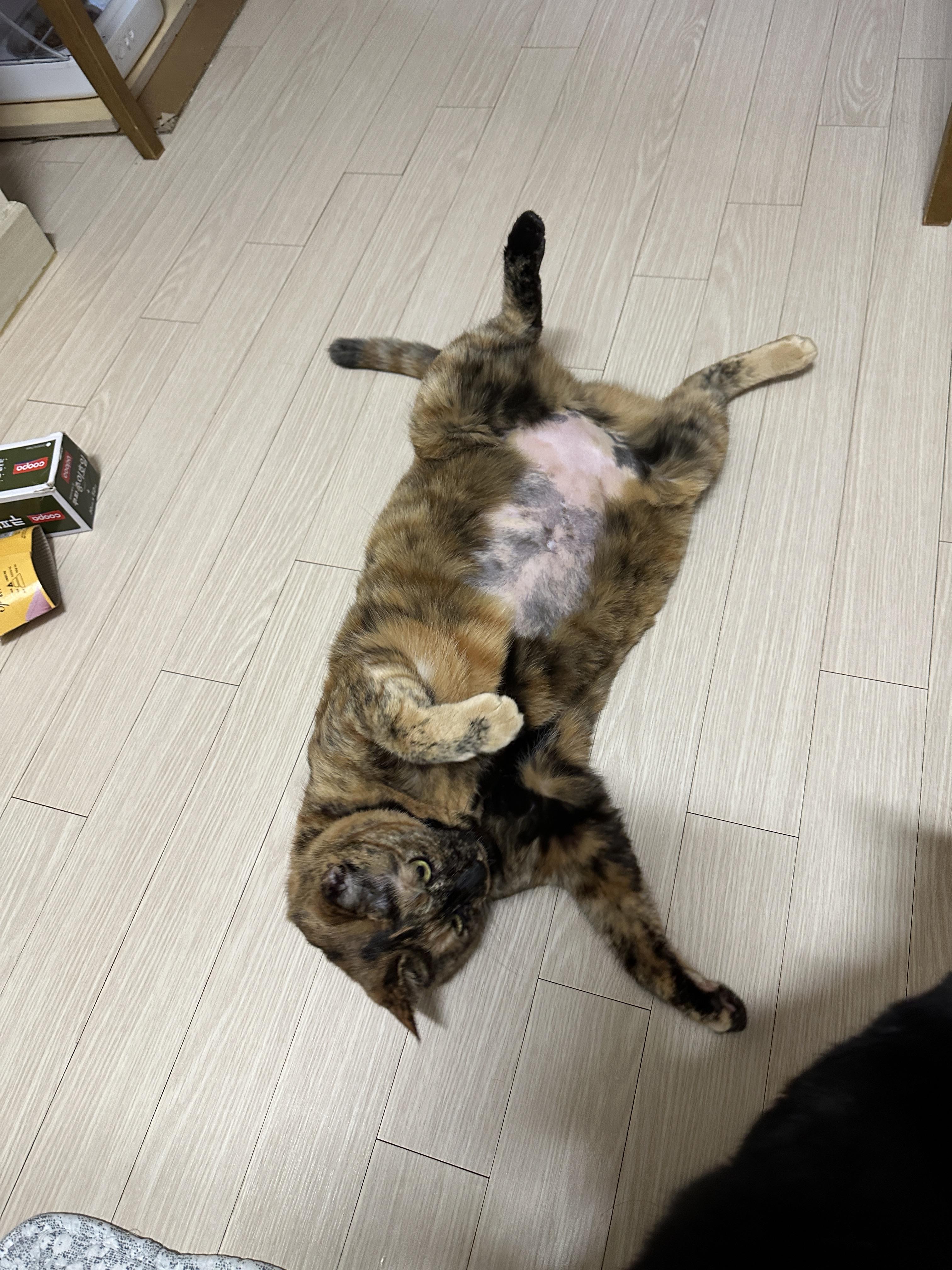발라당발라당_기분좋은_카오스고양이_사랑이_4