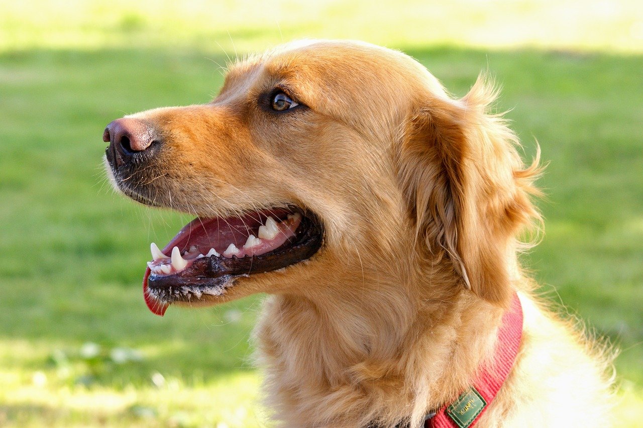 서울 도그스포츠 대회 2025